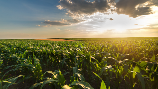 Securing Prosperity: The Crucial Role of Legal Professionals in Supporting Ag Industry Leaders