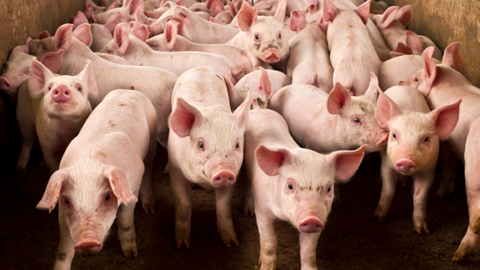 The Supreme Court Decision on California’s Pork Law and Its Impact on the Agriculture Industry in the U.S.